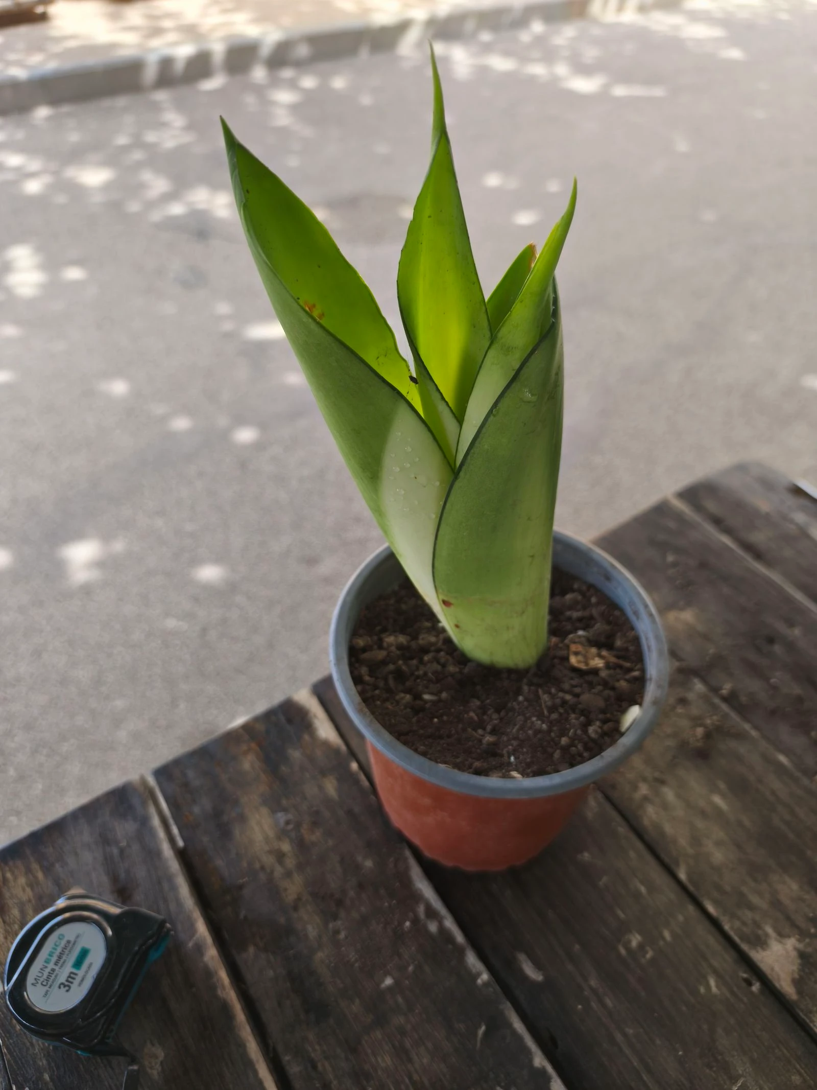 Planta sansirveria – photo 4